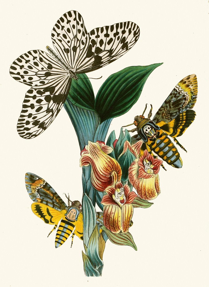 John Obadiah Westwood - The cabinet of oriental entomology Pl XLI