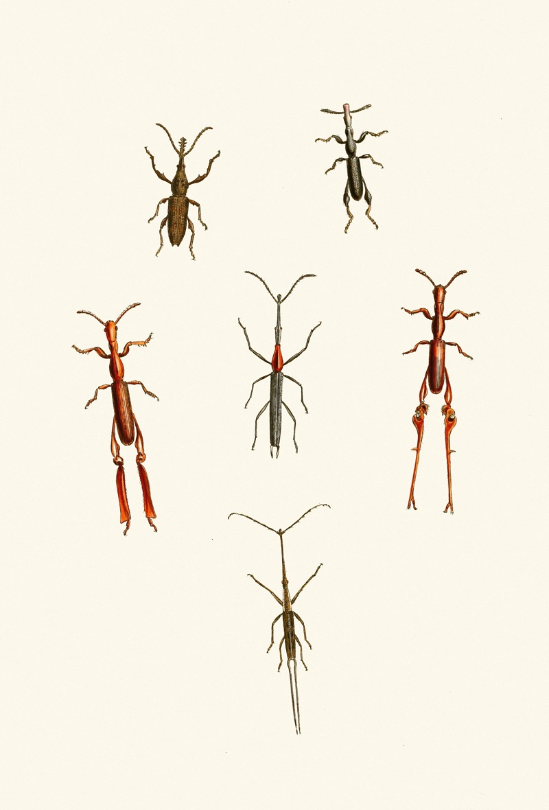 John Obadiah Westwood - The cabinet of oriental entomology Pl XVI