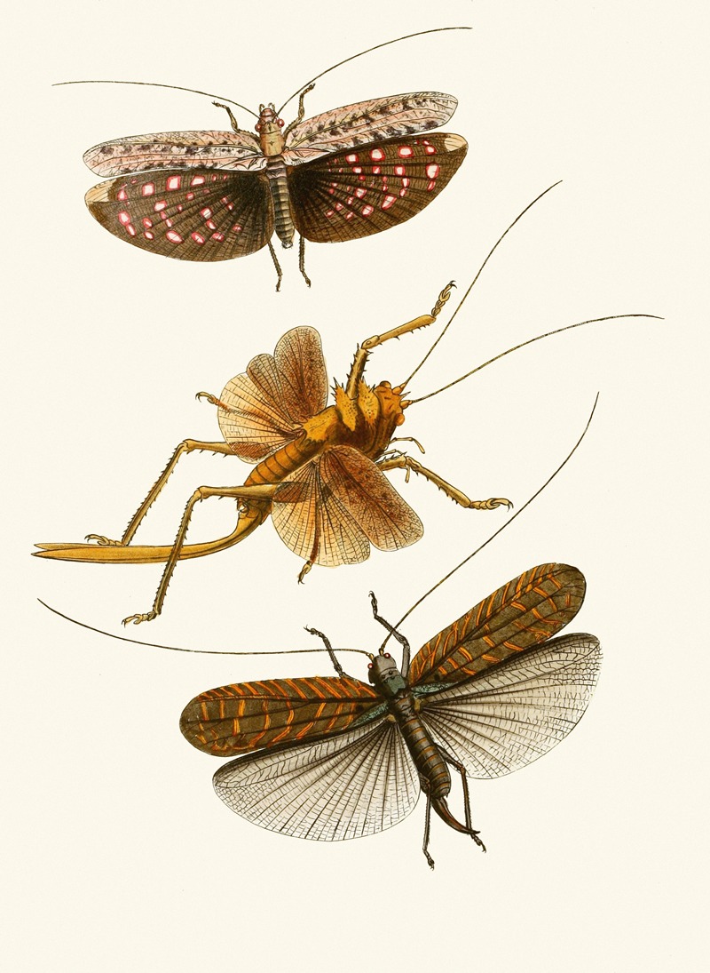 John Obadiah Westwood - The cabinet of oriental entomology Pl XVII