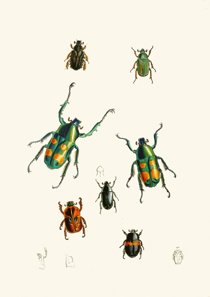 John Obadiah Westwood - The cabinet of oriental entomology Pl XVIII