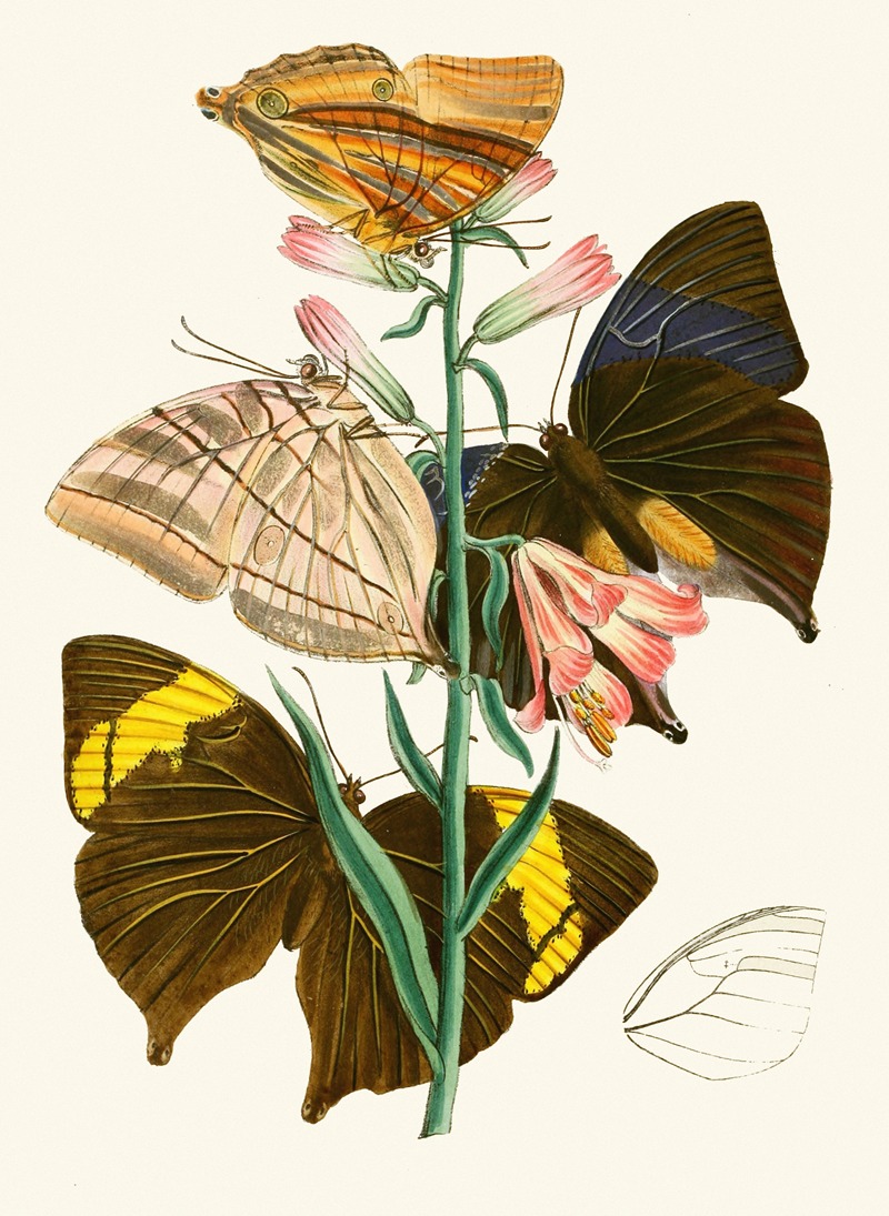 John Obadiah Westwood - The cabinet of oriental entomology Pl XX