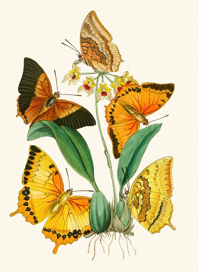 John Obadiah Westwood - The cabinet of oriental entomology Pl XXII