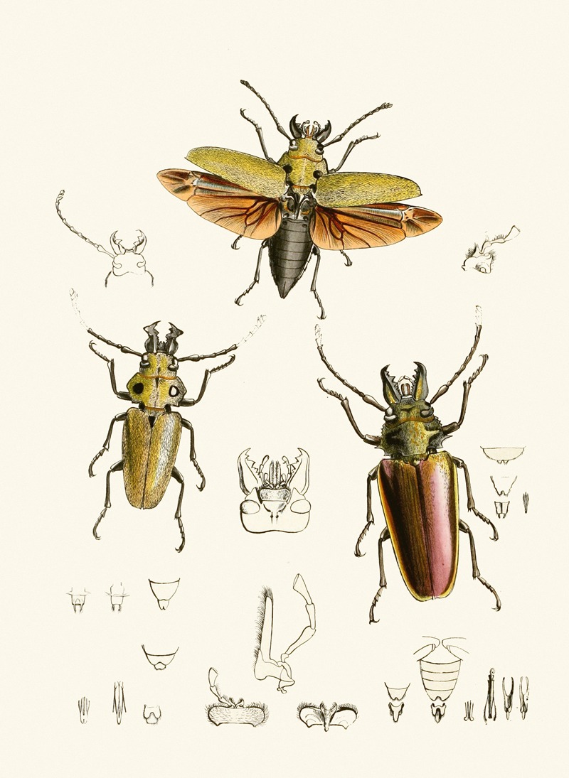 John Obadiah Westwood - The cabinet of oriental entomology Pl XXIV
