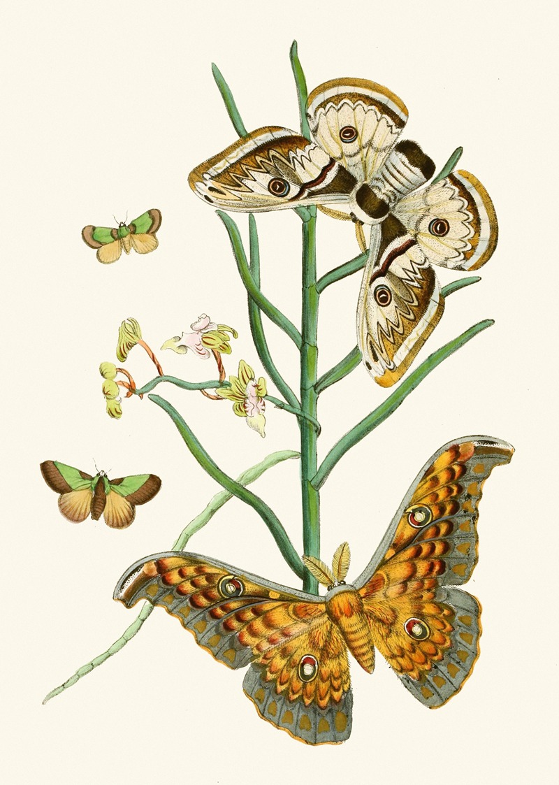 John Obadiah Westwood - The cabinet of oriental entomology Pl XXV