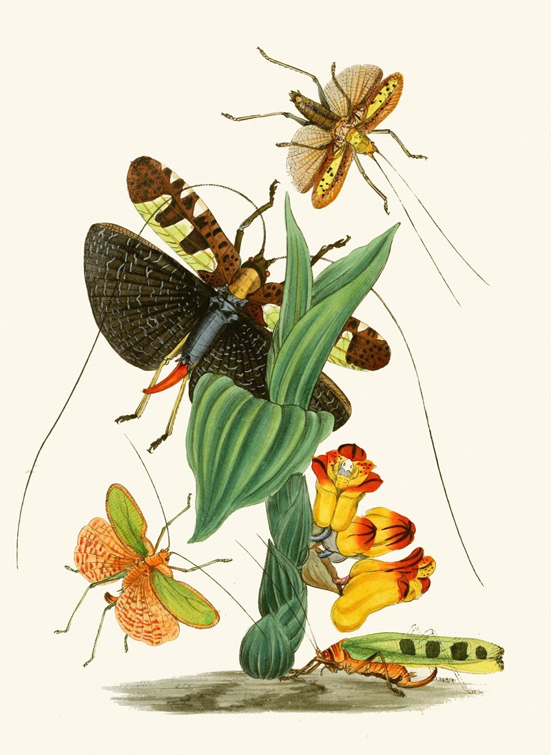 John Obadiah Westwood - The cabinet of oriental entomology Pl XXVI
