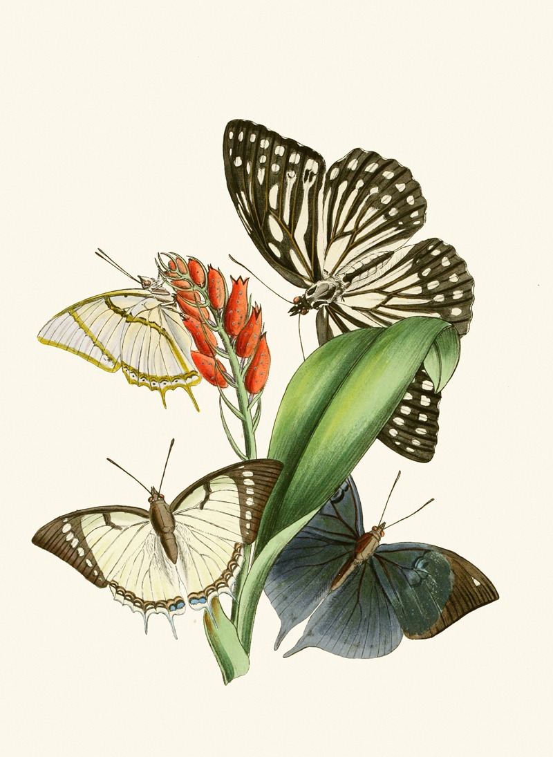 John Obadiah Westwood - The cabinet of oriental entomology Pl XXVIII