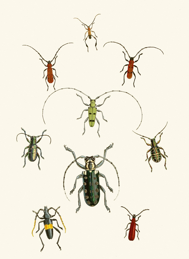 John Obadiah Westwood - The cabinet of oriental entomology Pl XXX