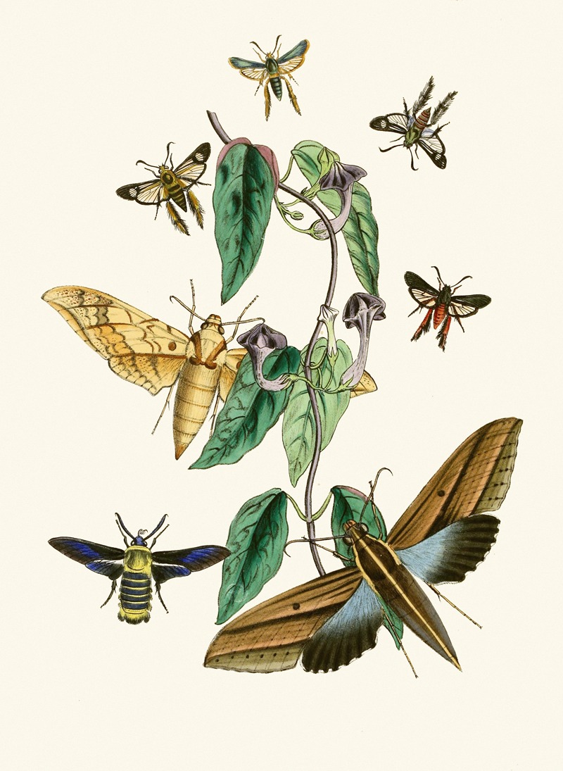 John Obadiah Westwood - The cabinet of oriental entomology Pl XXXI
