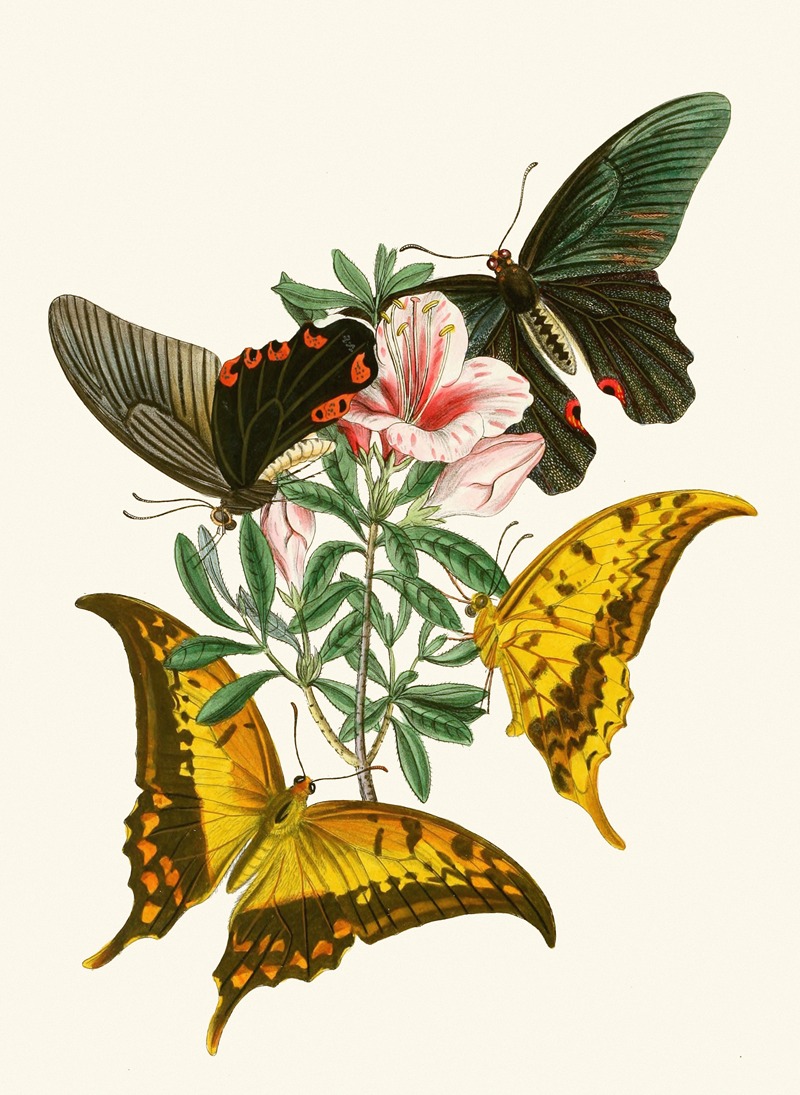 John Obadiah Westwood - The cabinet of oriental entomology Pl XXXII