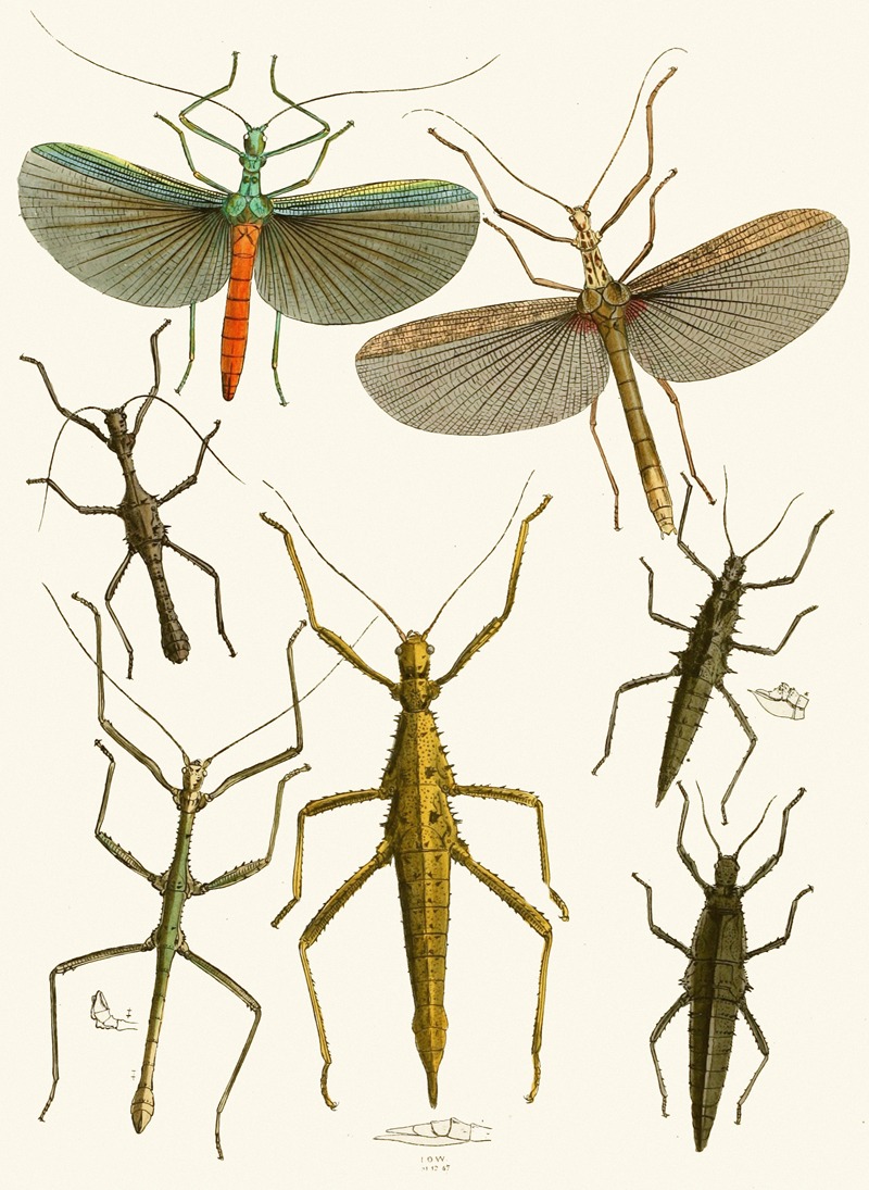 John Obadiah Westwood - The cabinet of oriental entomology Pl XXXIX