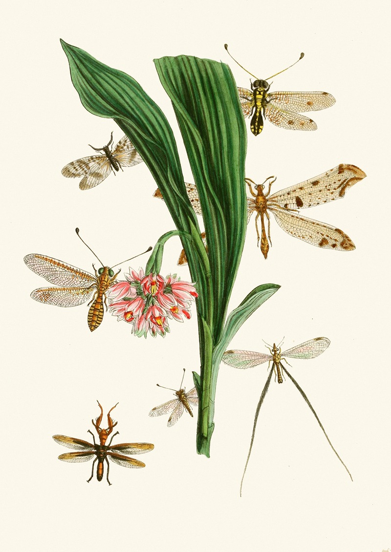 John Obadiah Westwood - The cabinet of oriental entomology Pl XXXV