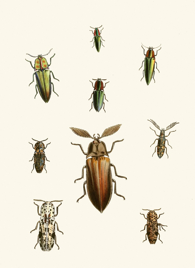 John Obadiah Westwood - The cabinet of oriental entomology Pl XXXVI