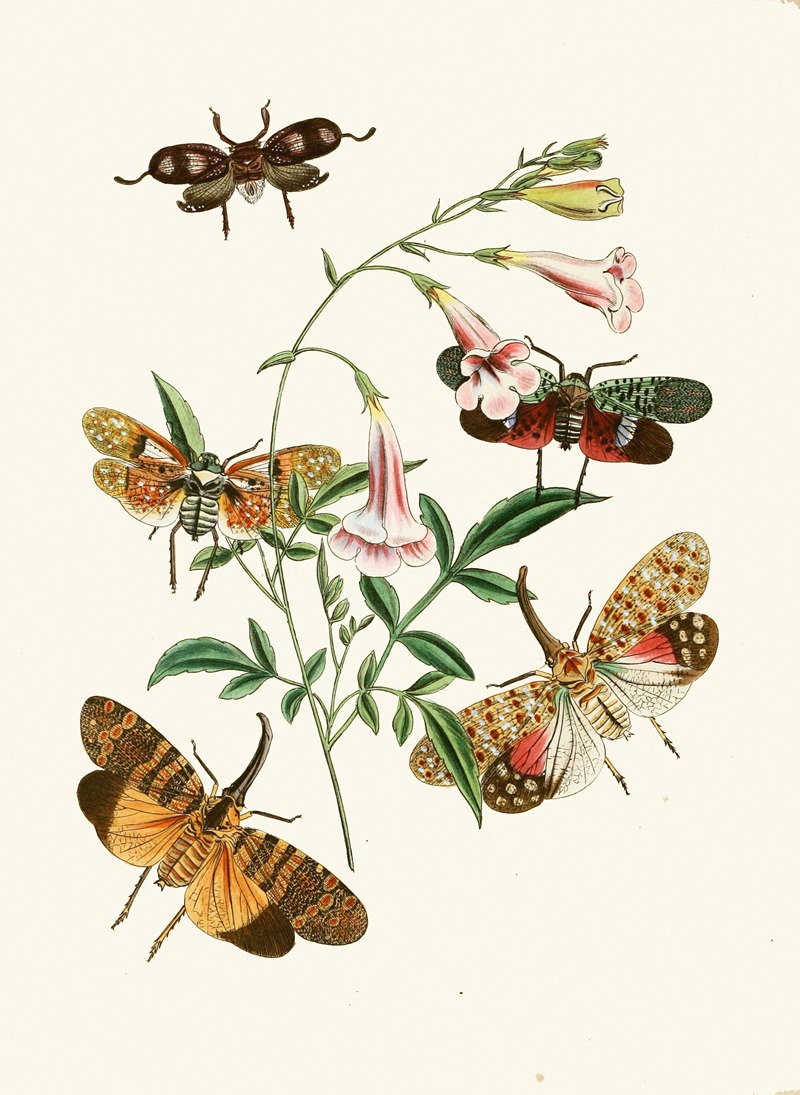 John Obadiah Westwood - The cabinet of oriental entomology Pl XXXVII