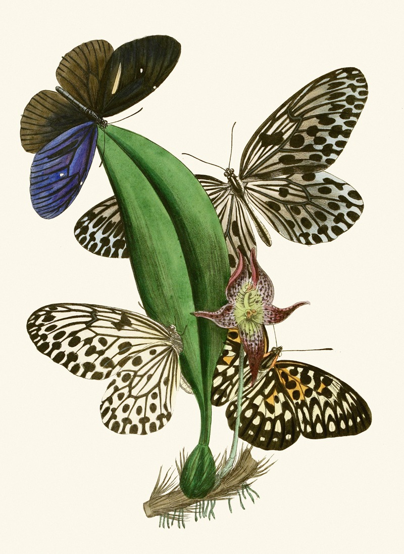 John Obadiah Westwood - The cabinet of oriental entomology Pl XXXVIII
