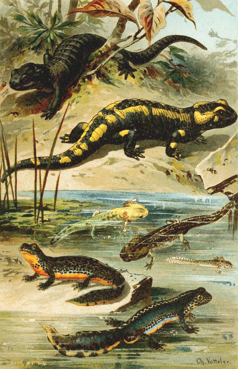 Bruno Dürigen - Salamander maculosa, Salamander atra, Triton alpestris