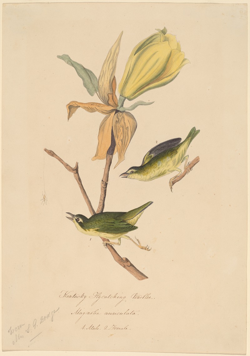 John Woodhouse Audubon - Kentucky Fly-catching Warbler