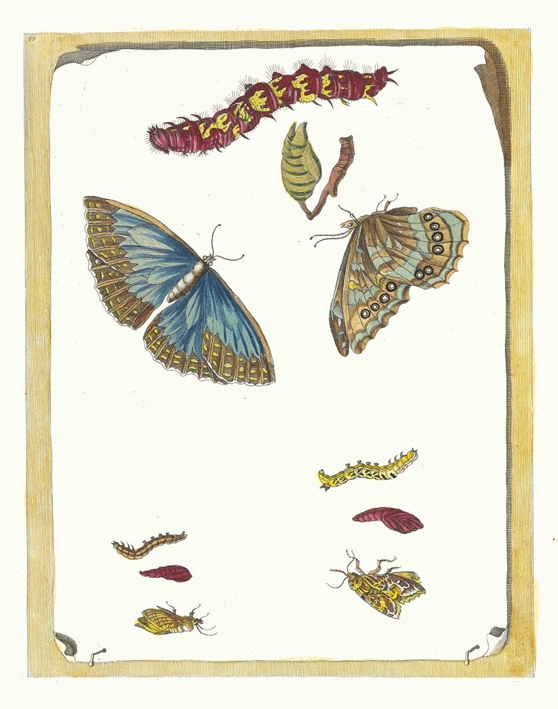 Maria Sibylla Merian - Blue butterflies