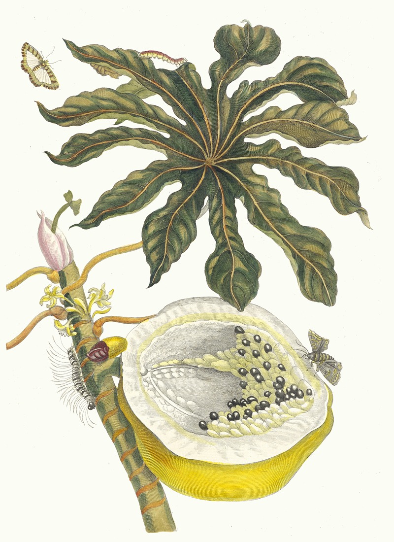 Maria Sibylla Merian - Carica papaya