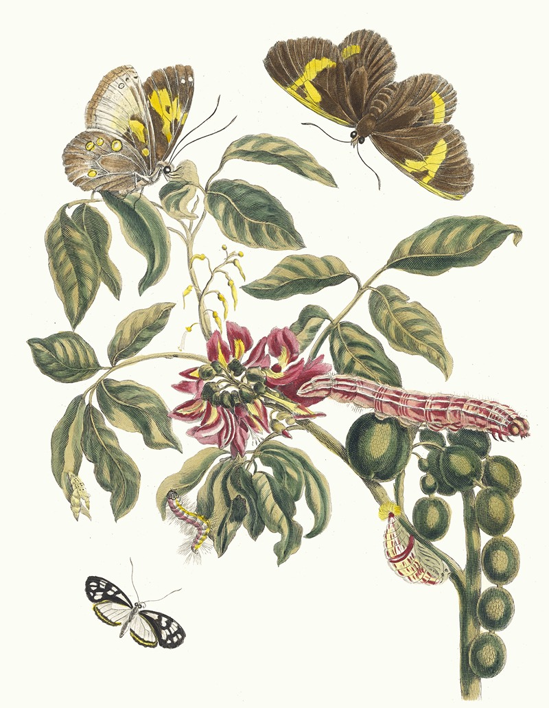 Maria Sibylla Merian - Coronilla Americana arborescens