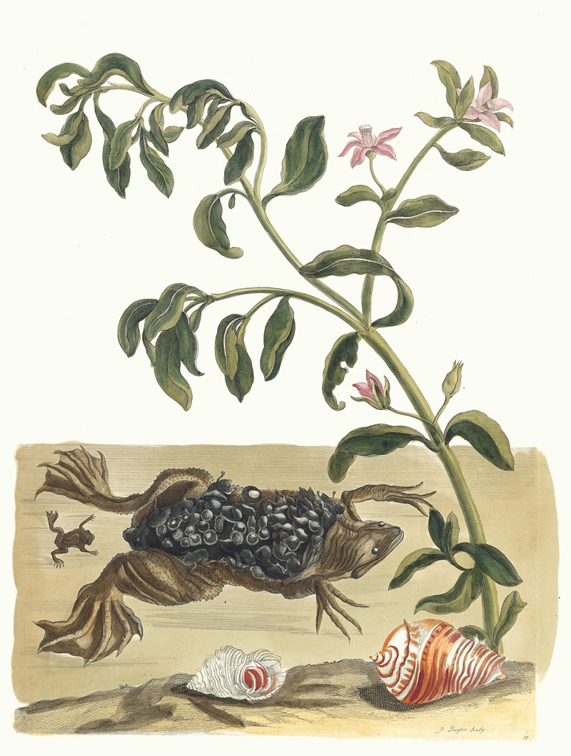 Maria Sibylla Merian - Cresson