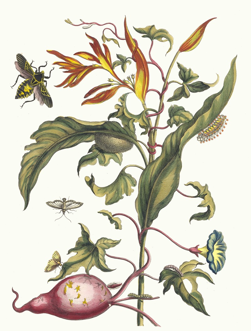 Maria Sibylla Merian - Ipomoea batatas and Heliconia psittacorum