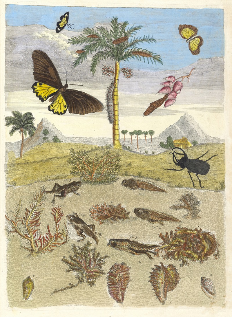 Maria Sibylla Merian - Stag beetle, Amphibians, and Palm trees
