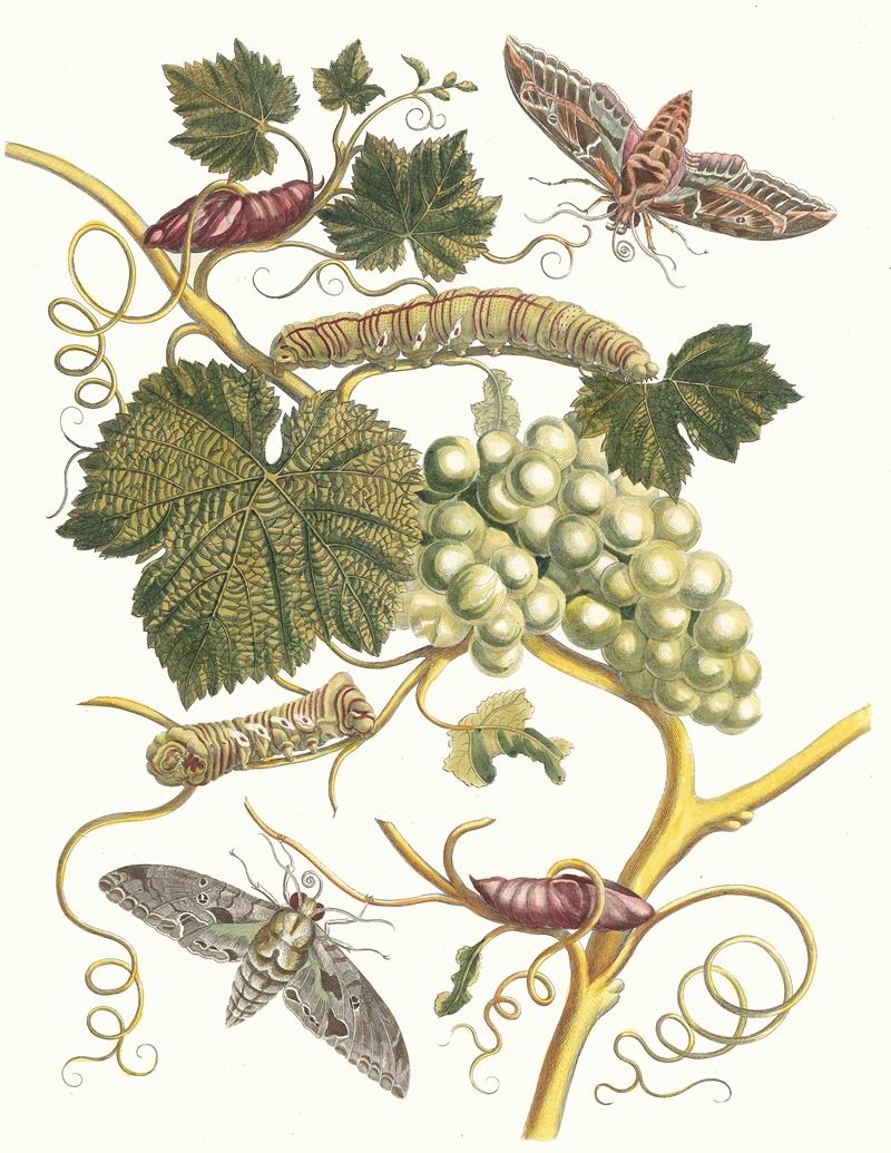 Maria Sibylla Merian - Vigne blanche d’Amerique