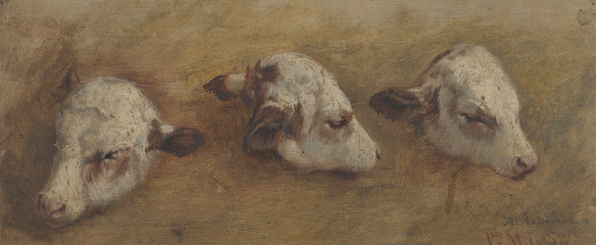 Anders Askevold - Study of Calfheads