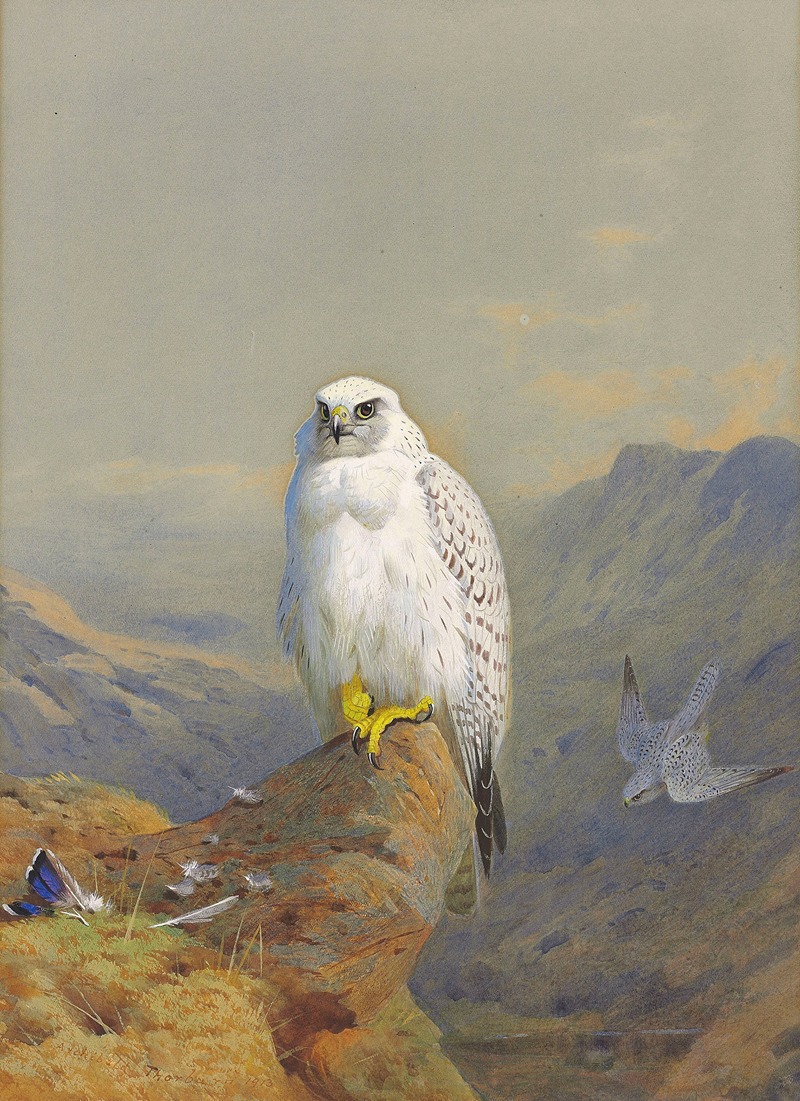 Archibald Thorburn - A Greenland falcon on a rocky outcrop