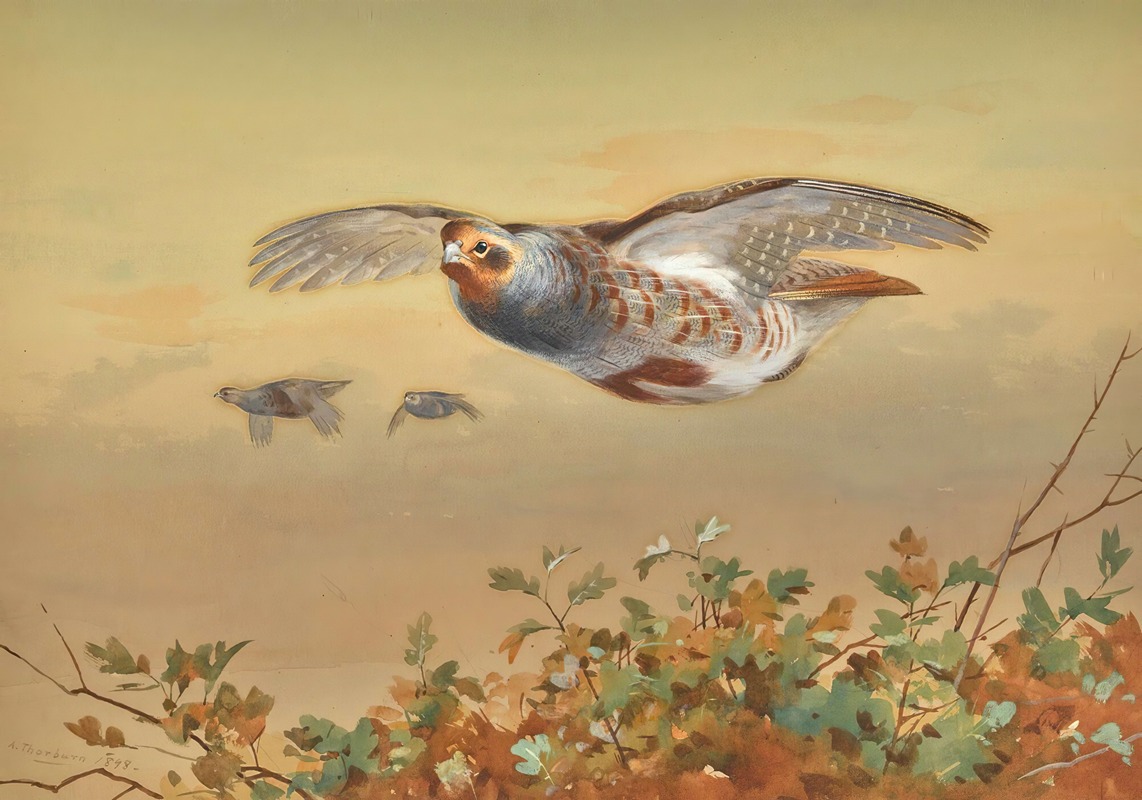 Archibald Thorburn - Partridge In Flight