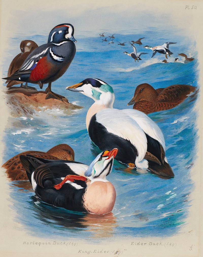Archibald Thorburn - Harlequin And Eider Ducks