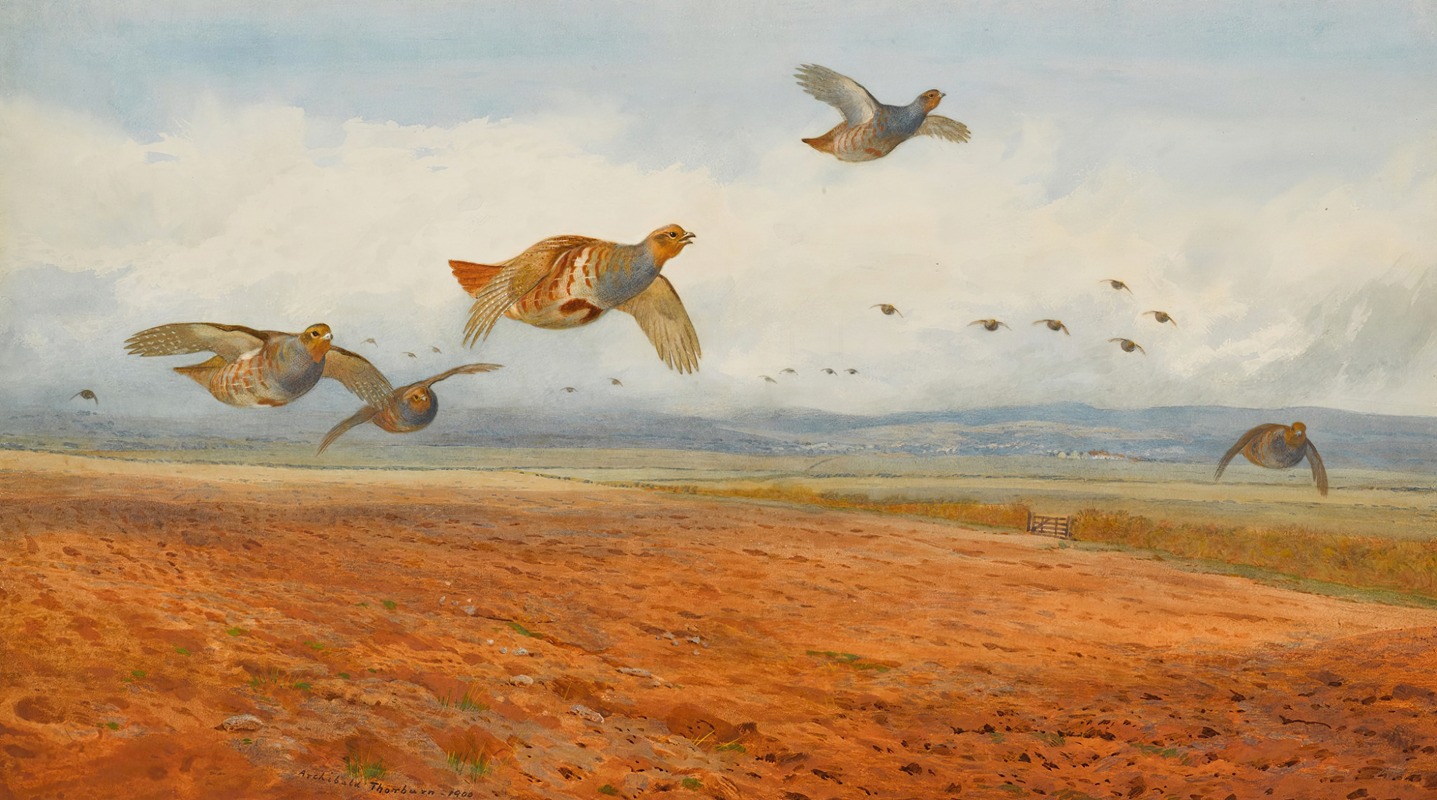 Archibald Thorburn - A Covey of Grey Partridge in Flight