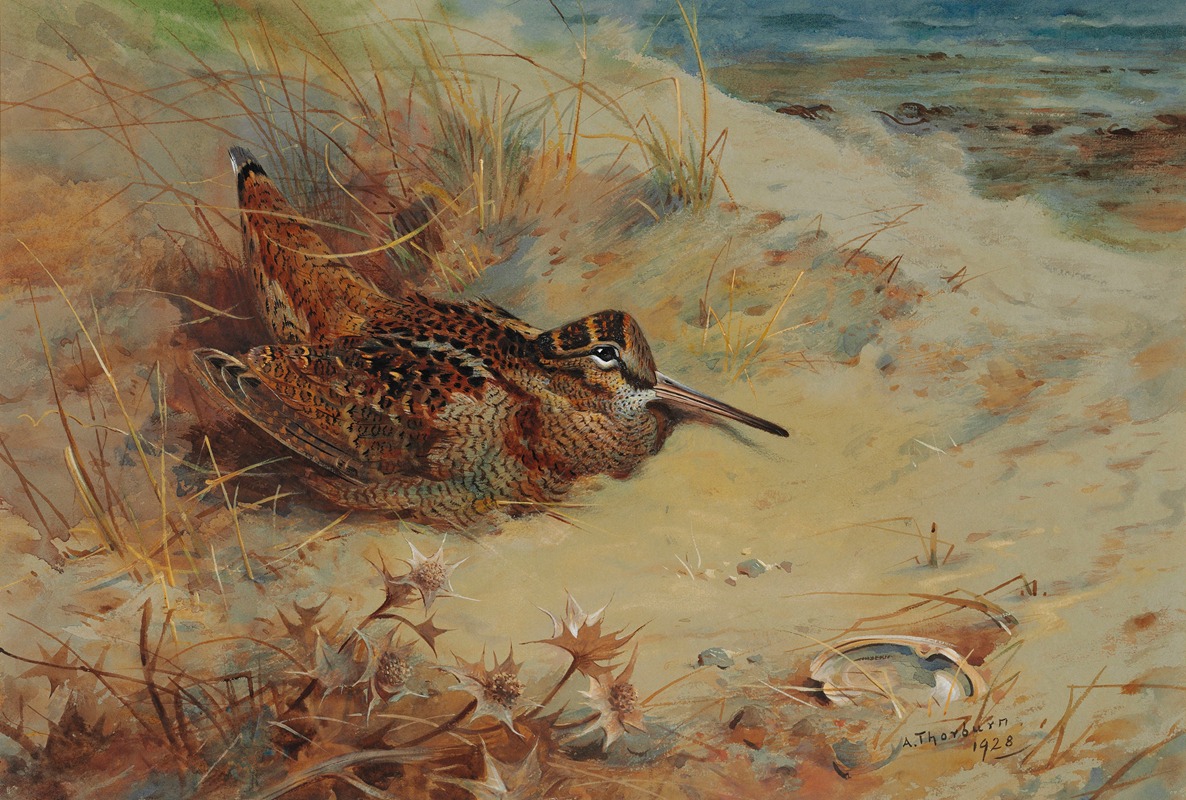 Archibald Thorburn - Woodcock sheltering in the sand dunes