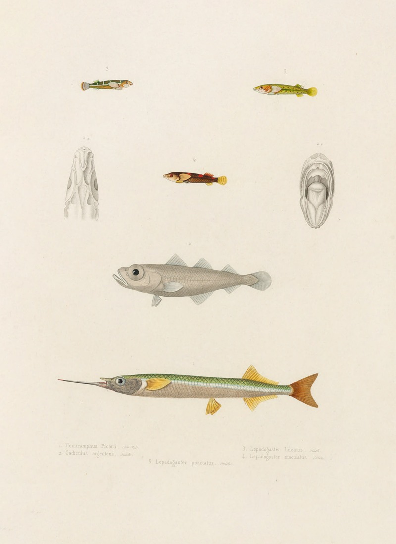 Arthus Bertrand - Hemiramphus Picarti, Gadiculus argenteus, Lepadogaster lineatus,Lepadogaster maculatus, Lepadogaster punctatus