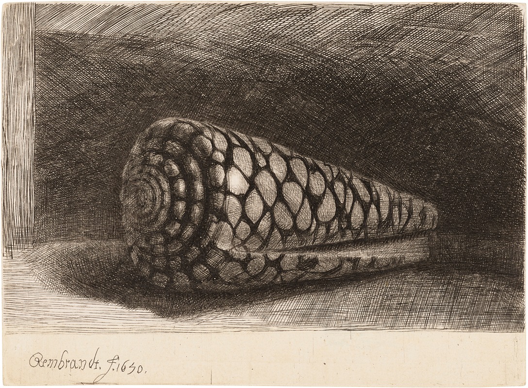 Rembrandt van Rijn - The Shell (Conus Marmoreus)