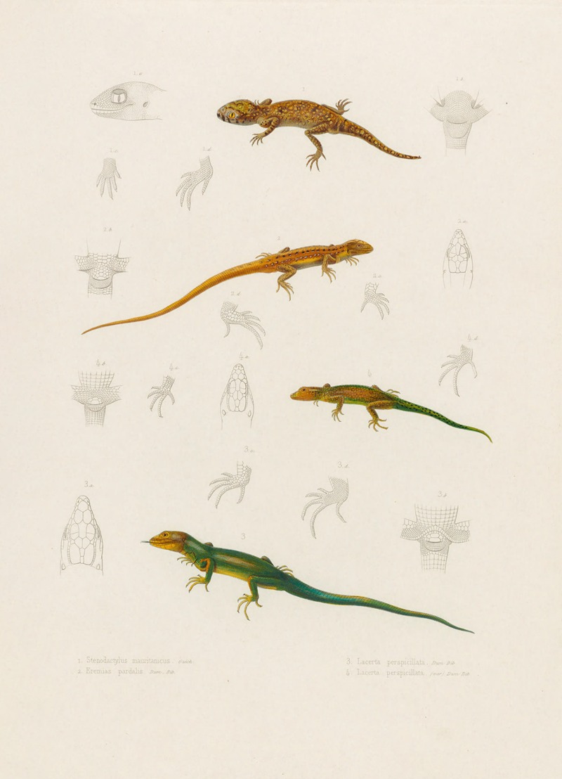 Arthus Bertrand - Stenodactylus Mauritanicus, Lacerta perspicillata, Eremias pardalis, Lacerta perspicillata