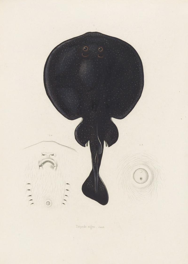 Arthus Bertrand - Torpedo nigra