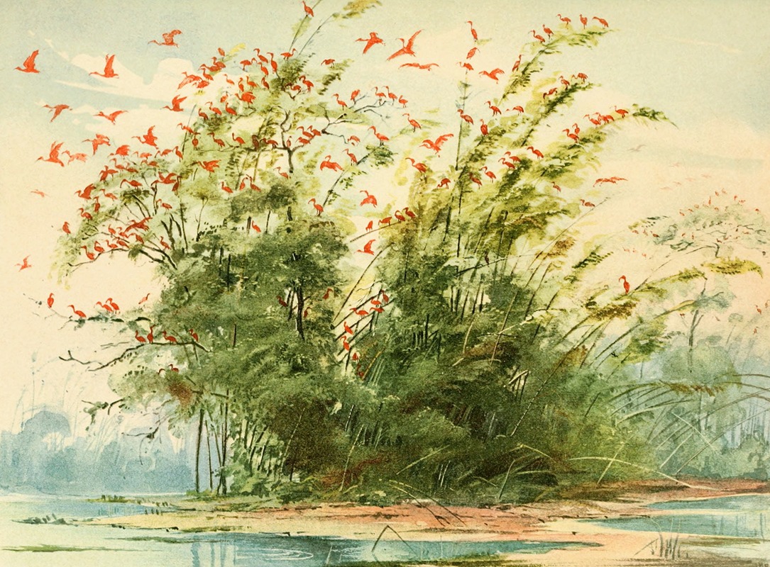 Emil August Göldi - Scena de um ninhal de Guarás (Ibis rubra) na costa altantica da Ilha de Marajó