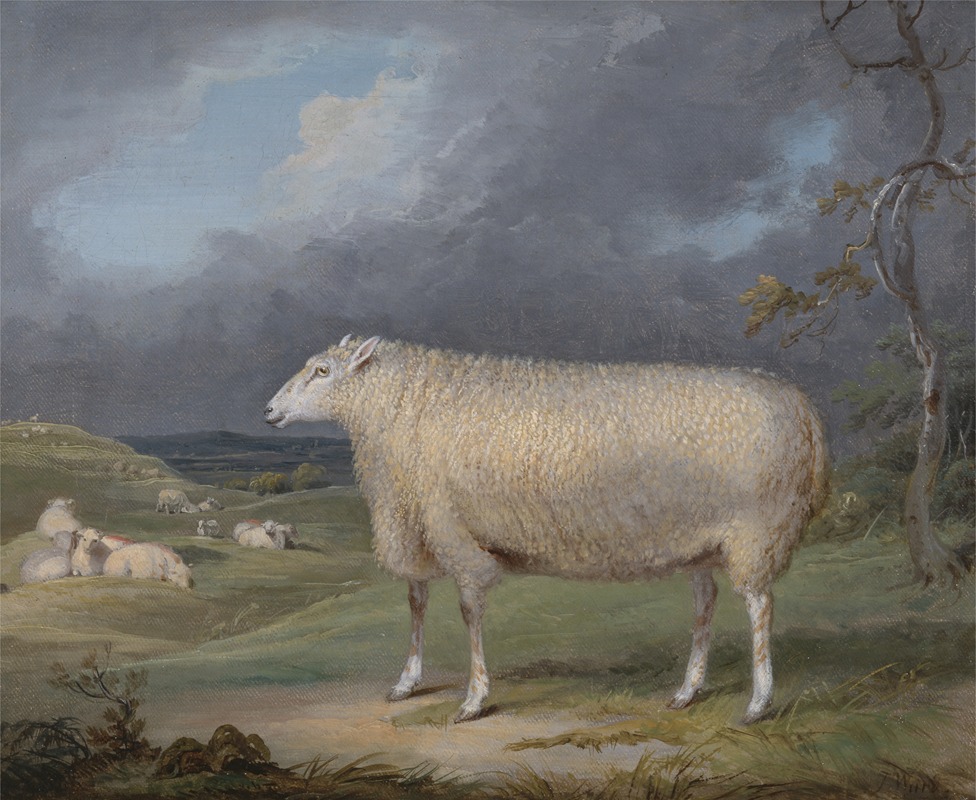 James Ward - A Border Leicester Ewe