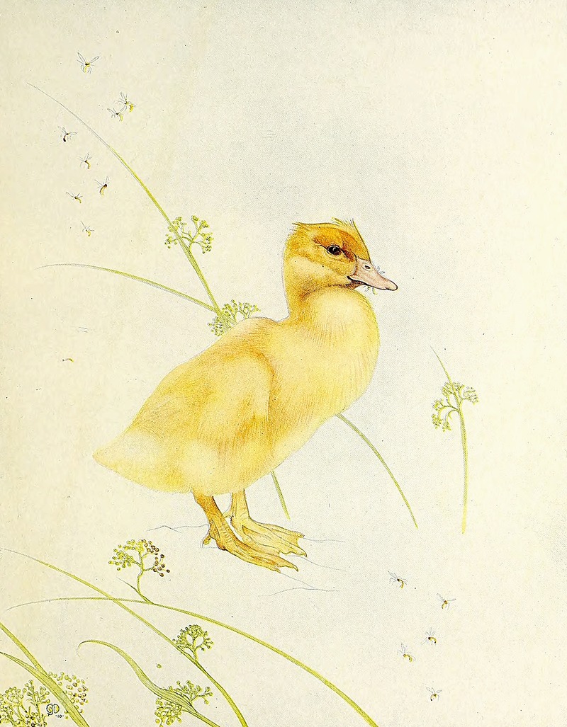Edward Julius Detmold - The Duckling