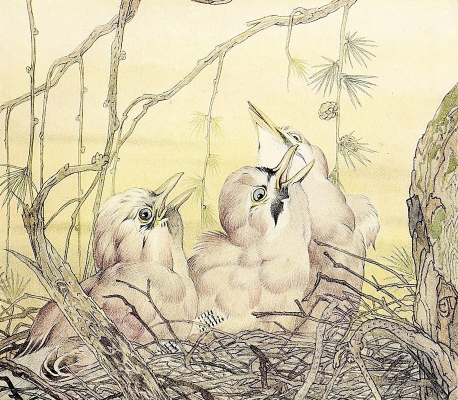 Edward Julius Detmold - The Jay