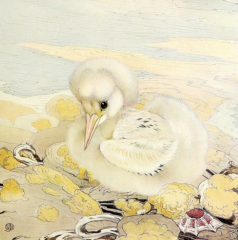 Edward Julius Detmold - The Tropic Bird