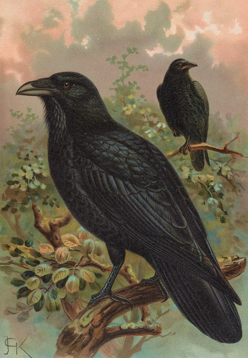 Johann Friedrich Naumann - Corvus corax