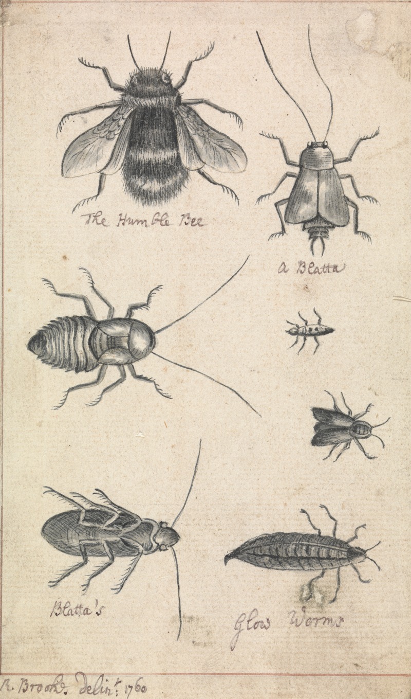 Richard Brookes - The Humble Bee and Insects
