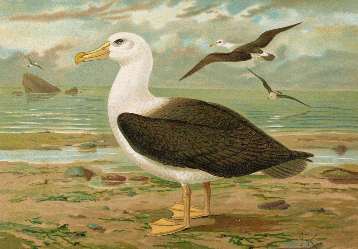 Johann Friedrich Naumann - Diomedea melanophrys Boie, Schwarzzugeliger Albatros