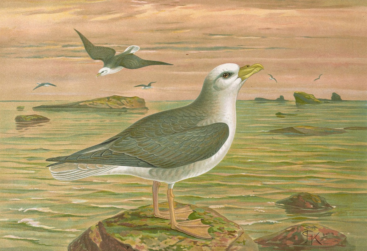 Johann Friedrich Naumann - Fulmarus glacialis, Eis-Movensturmvogel