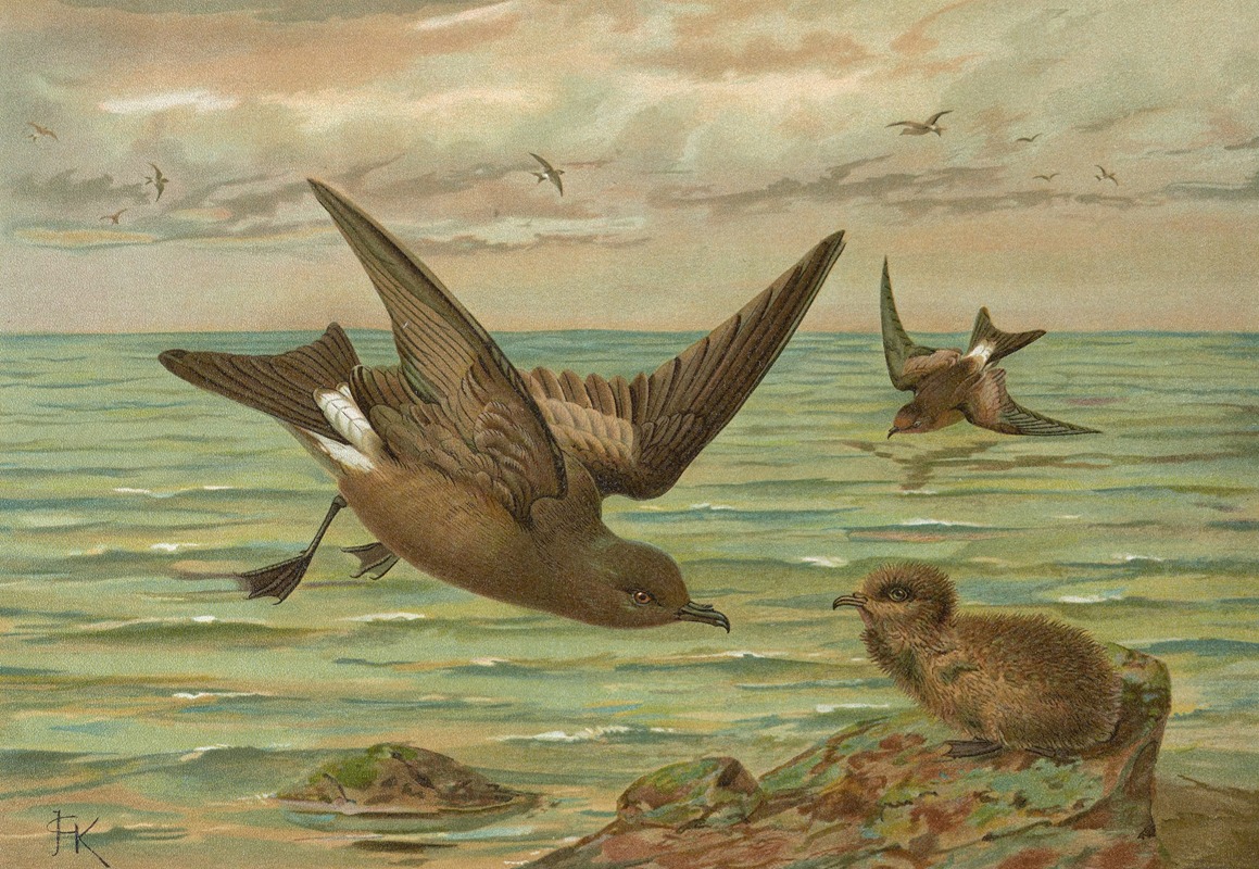 Johann Friedrich Naumann - Oceanodroma leucorrhoa (Vieill.), Gabelschwanziger Schwalben-Sturmvogel