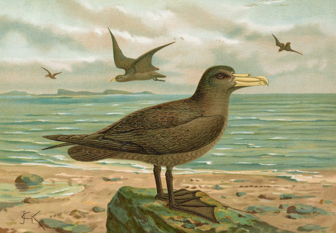 Johann Friedrich Naumann - Ossifraga gigantea (GMEL.), Riesen-Sturmvogel