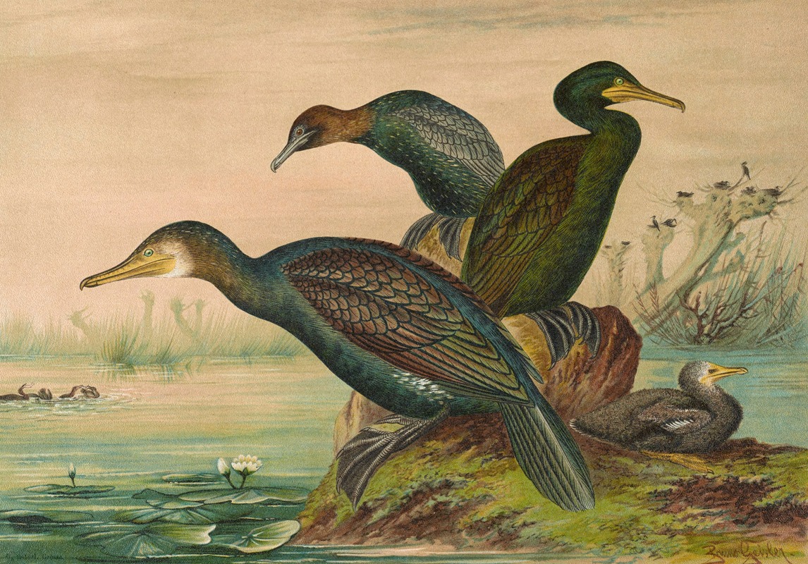 Johann Friedrich Naumann - Phalacrocorax carbo, Phalacrocorax graculus, Phalacrocorax pygmaeus