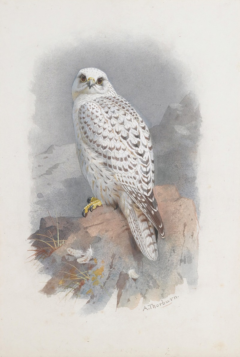 Archibald Thorburn - A Greenland Falcon
